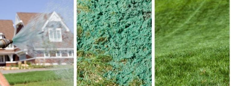 hydroseeding all you need to know